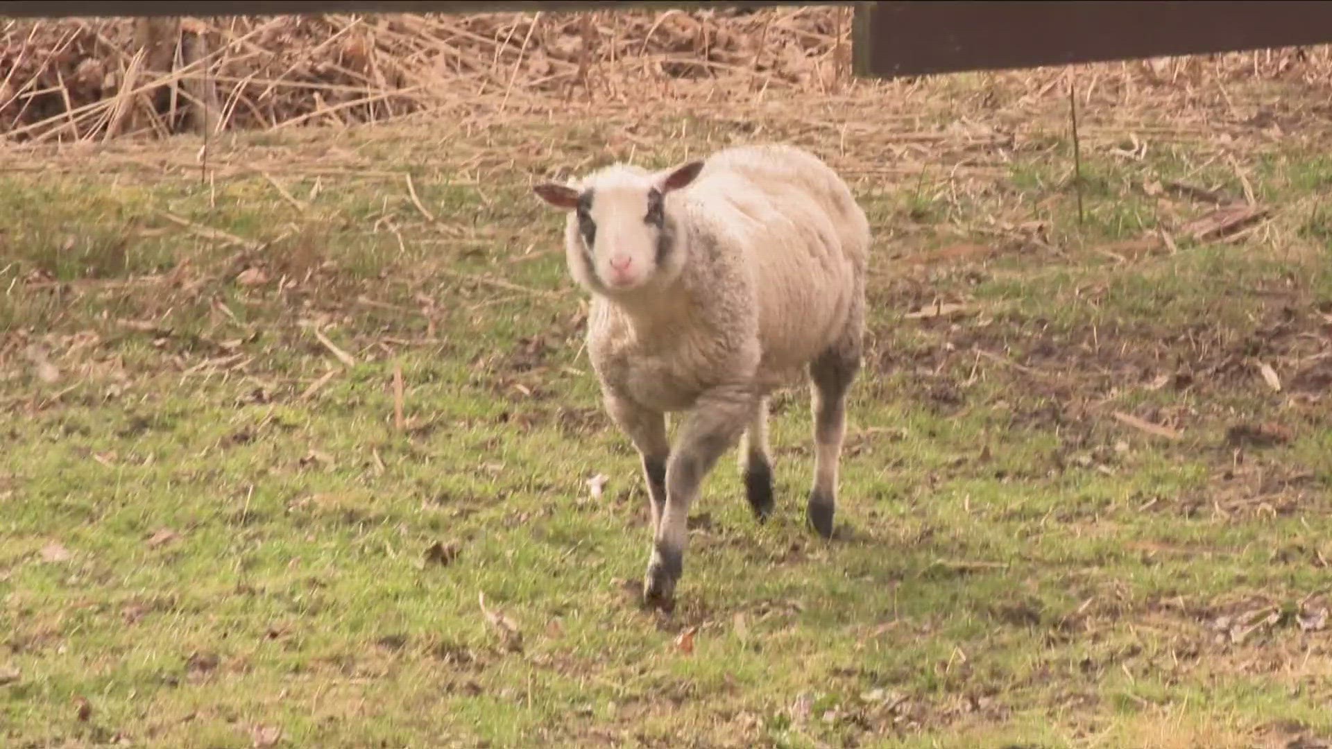 The farm adopted Butter from the Niagara SPCA.
They shelter shared on Facebook this week that the little guy was looking for a new "relationsheep"