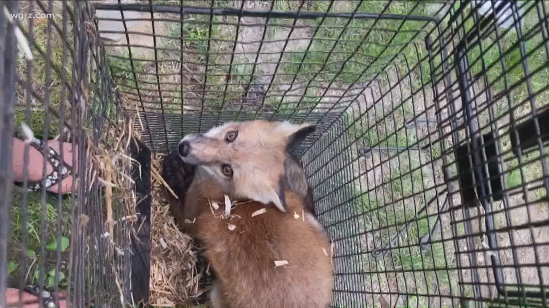 Local rehab gives foxes a second chance