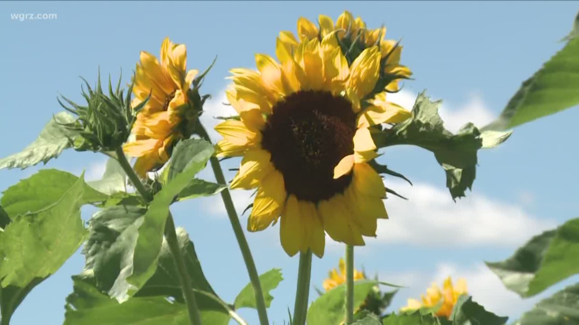 Annual Sunflower Field opens
