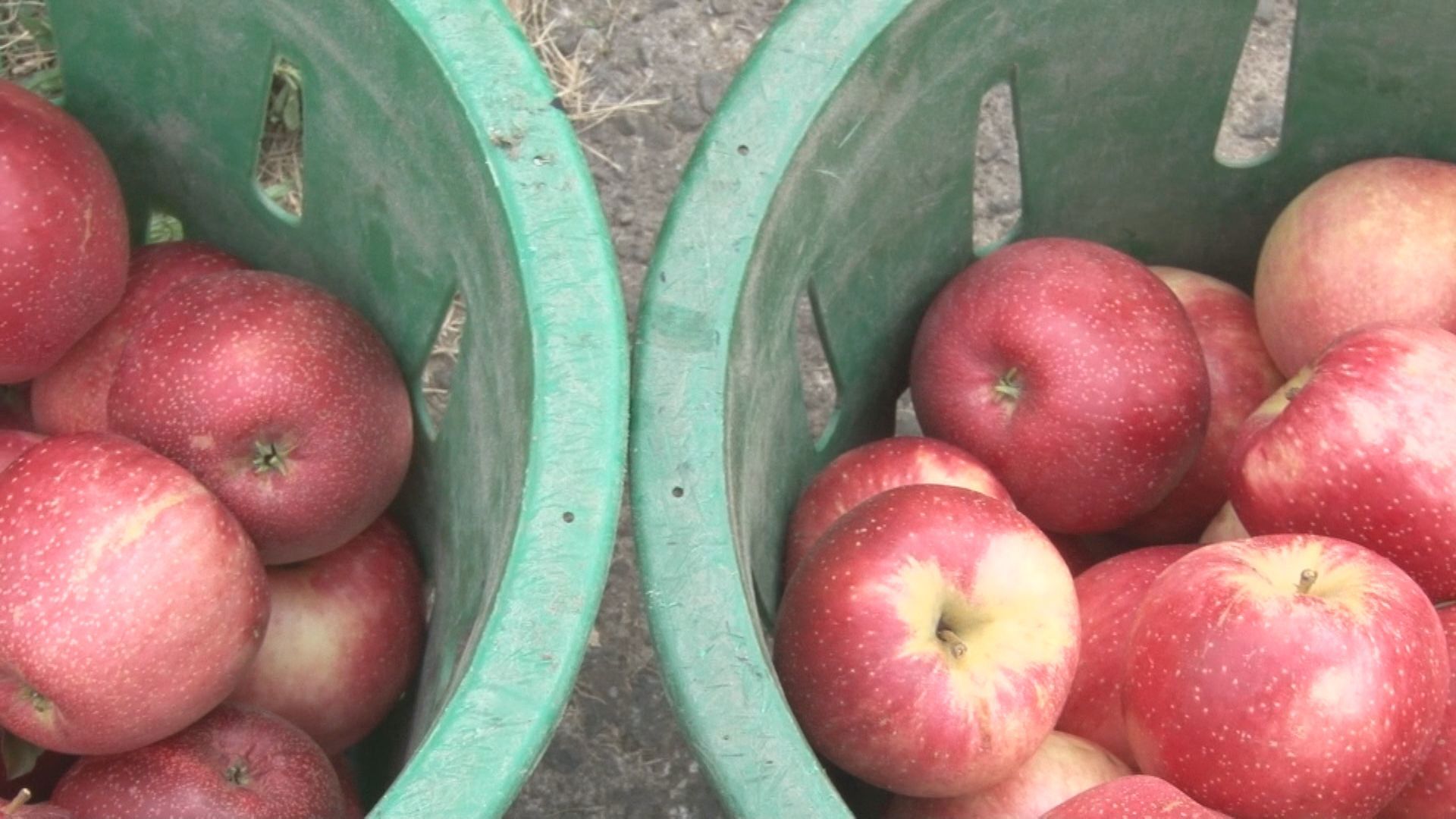 Apple Harvest Festival returns to Newfane with fall-themed attractions ...