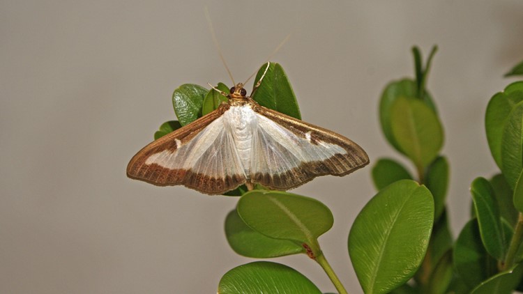 Moth - Wikipedia