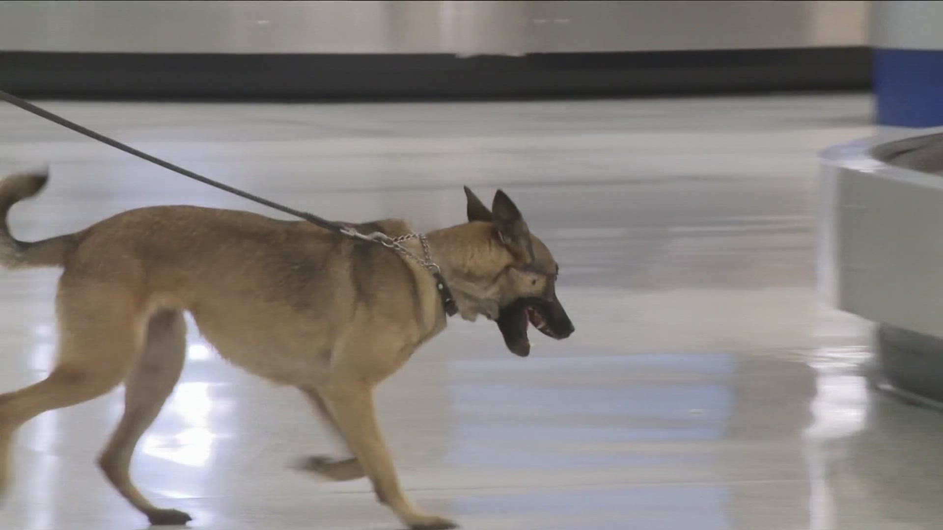 Newest NFTA Police Force's K-9 Rea was adopted.