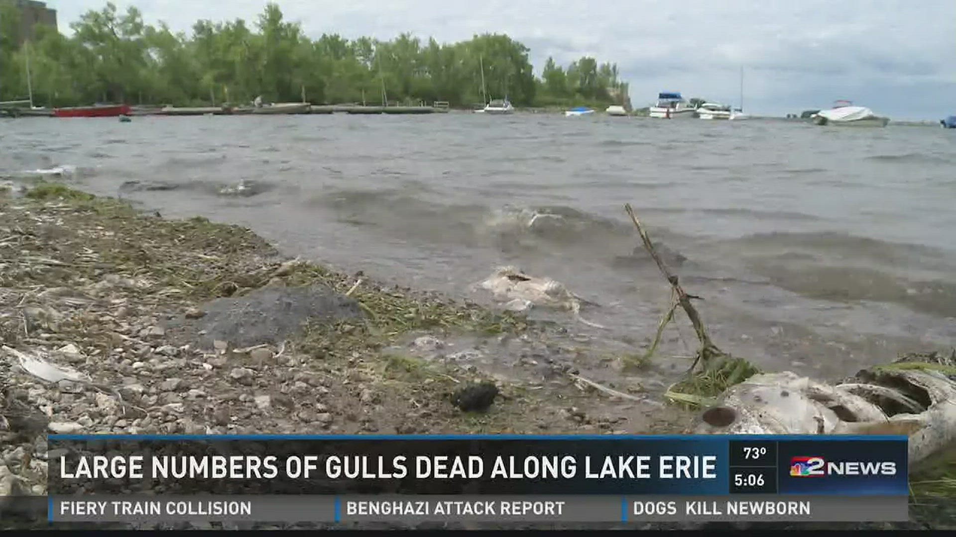 Large Numbers Of Gulls Dead Along Lake Erie