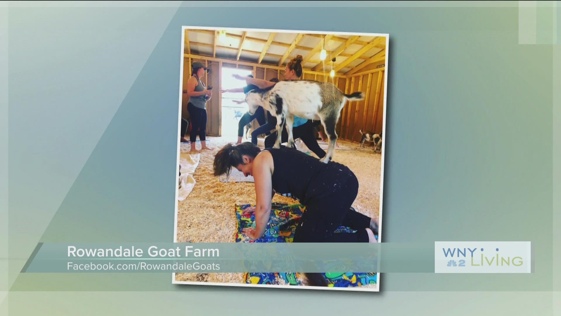 WNY LIVING -January 28- Rowandale Goat Farm (THIS VIDEO IS SPONSORED BY ROWANDALE GOAT FARM)