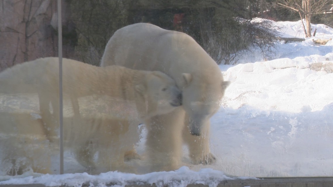 Luna and Sakari reunited for breeding season at Buffalo Zoo