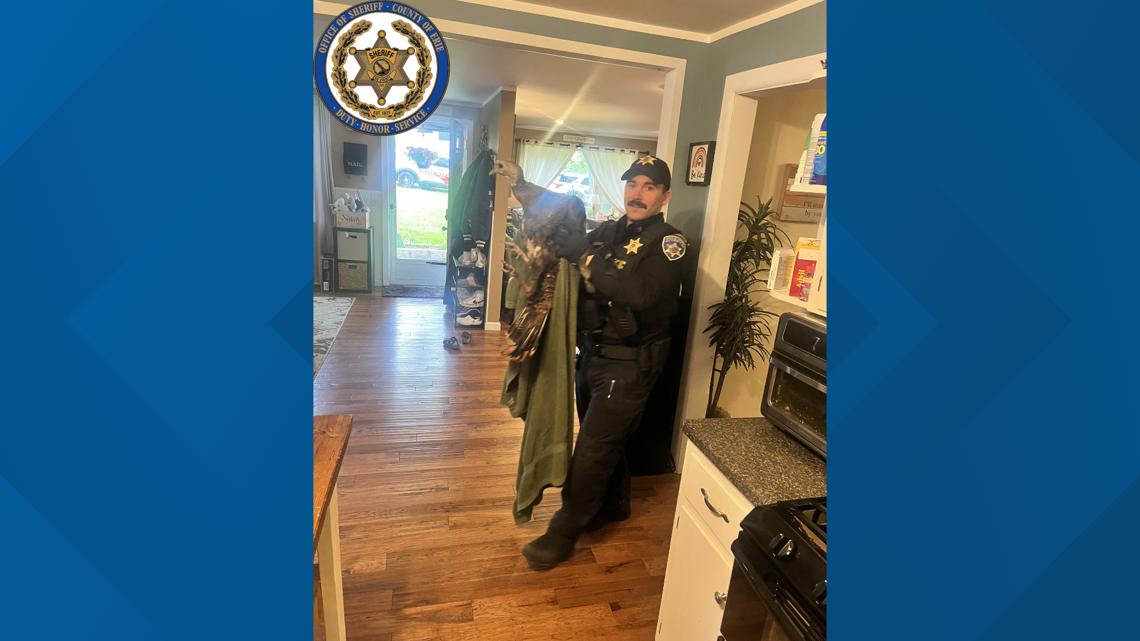ECSO: Turkey burglarizes home in Town of Wales