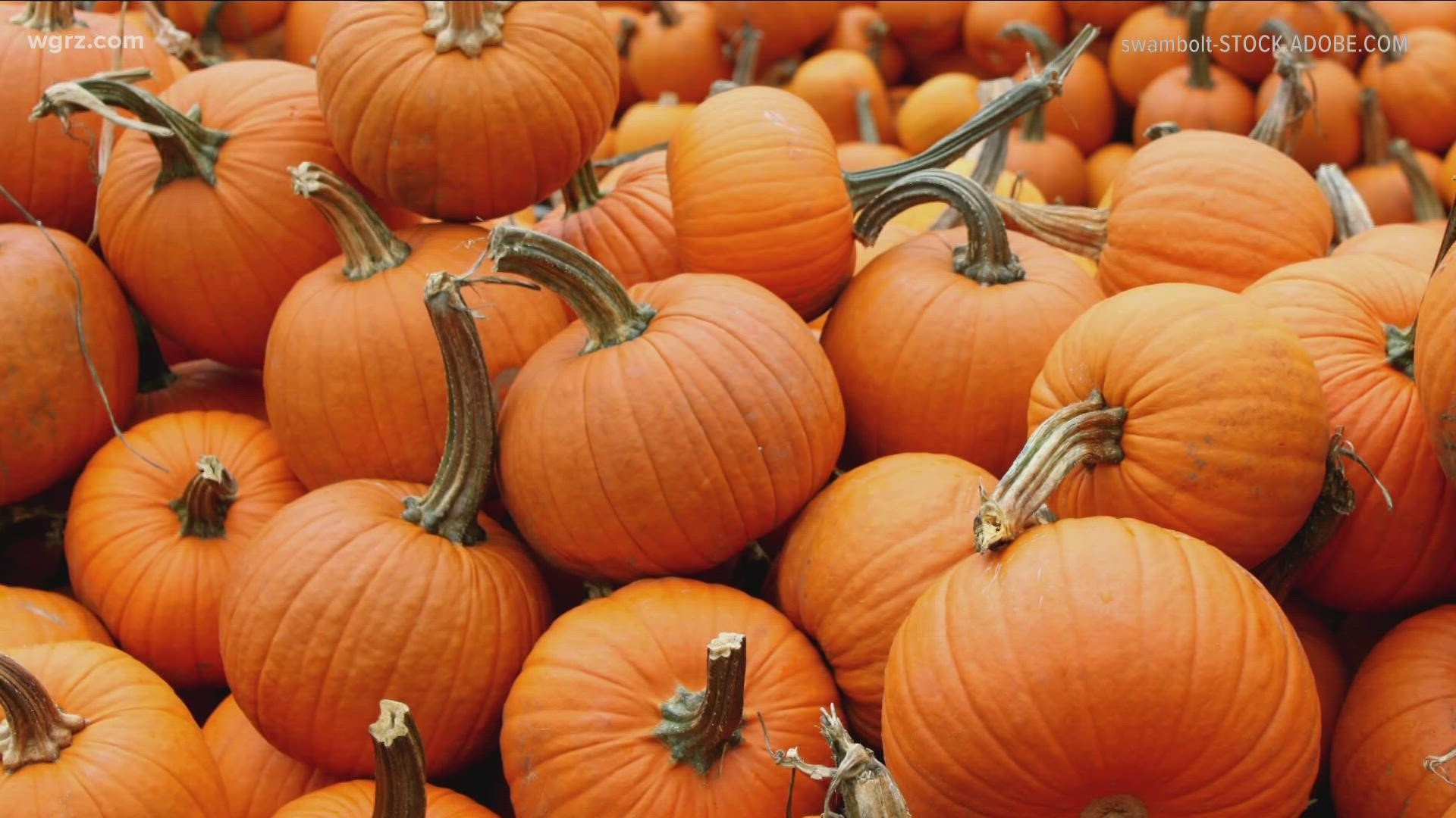 Google reveals the top pumpkin related searches