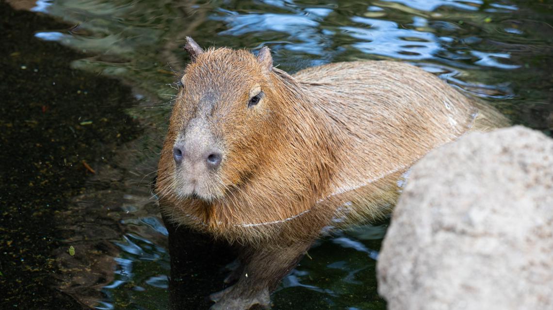 Buffalo Zoo mourns loss of beloved capybara Rosie | wgrz.com