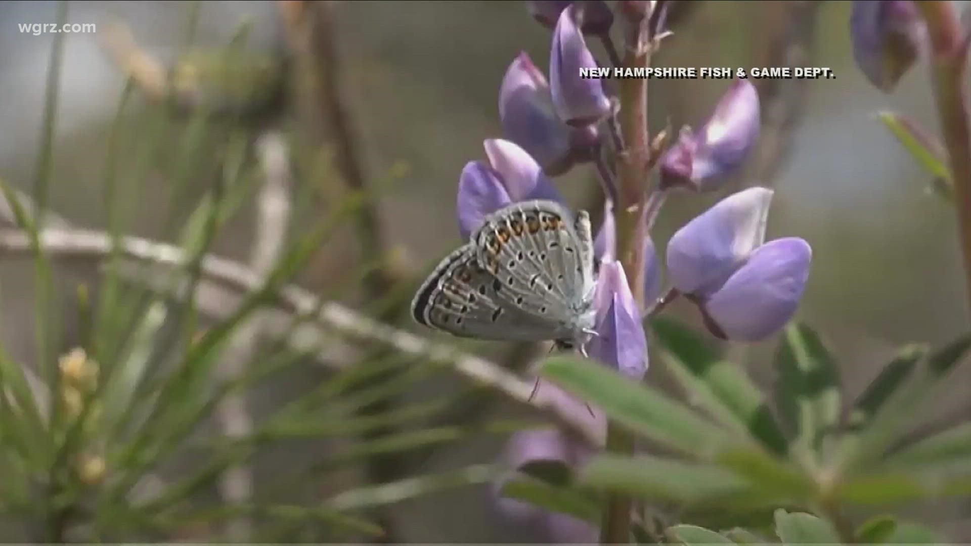 The plight of the Karner blue butterfly is yet another warning about the fragility of nature. Their numbers have dropped during the past two decades.