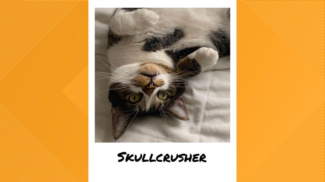 Vote for Skullcrusher, a cat from Corning NY - Vimarsana News