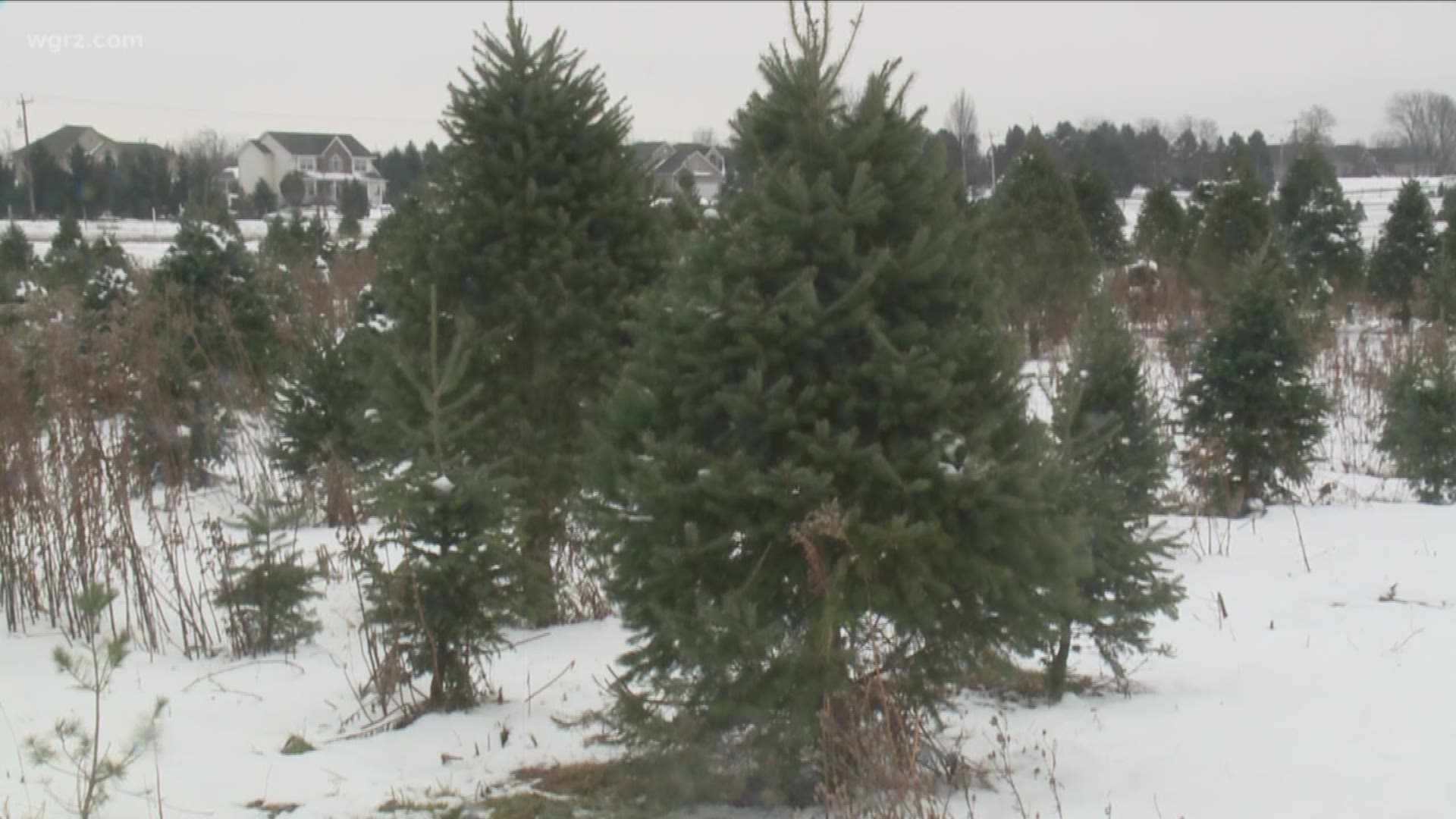 Christmas Tree Shortage In Parts Of U.S.