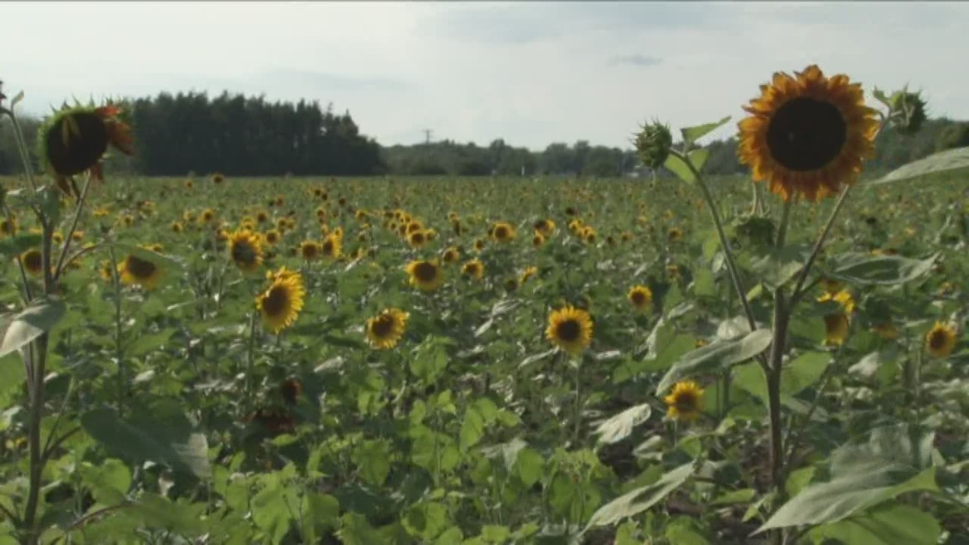 Sunflowers of Sanborn was broken into overnight and vandalized.