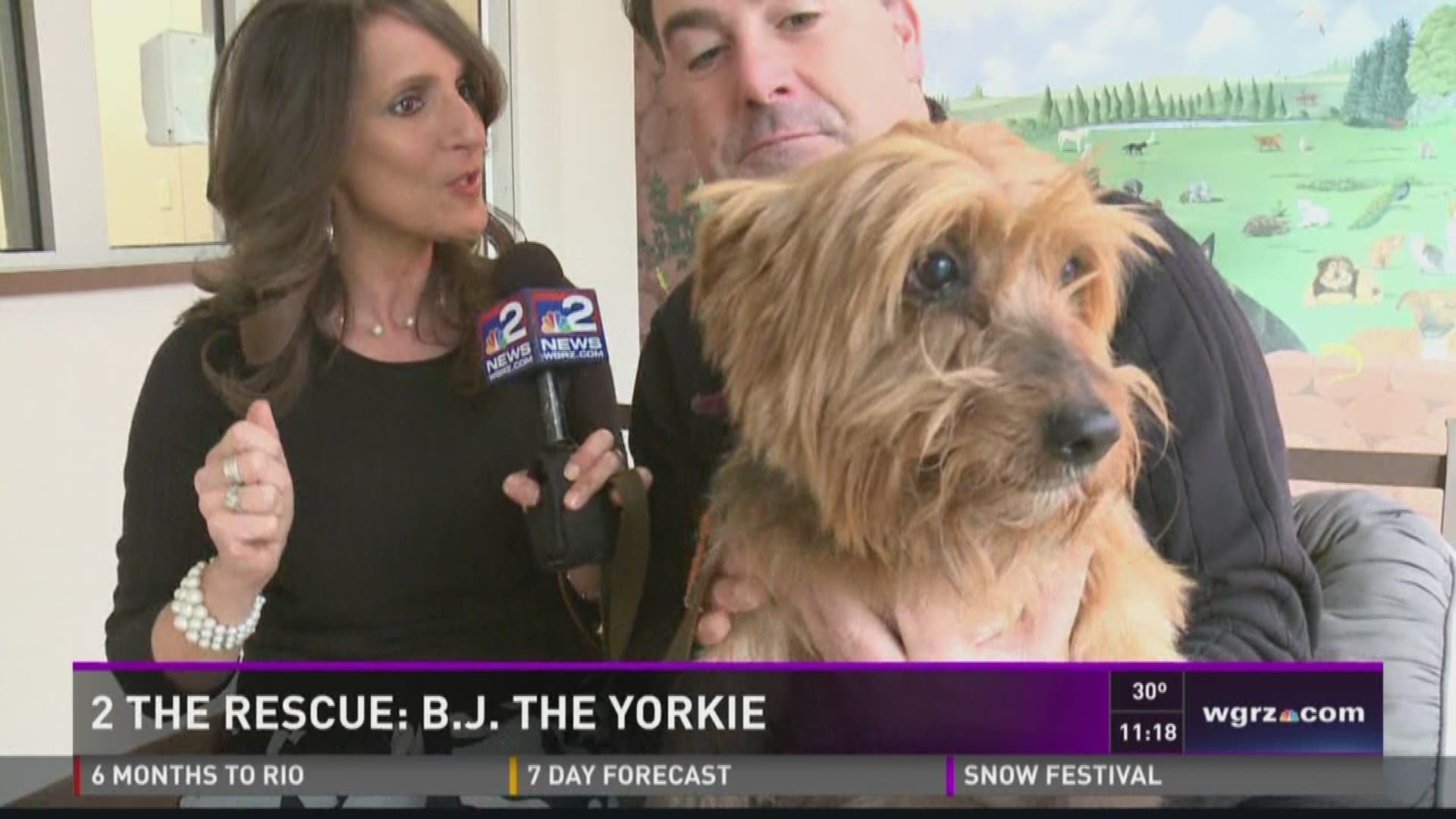 2 the Rescue: BJ the Yorkie | wgrz.com