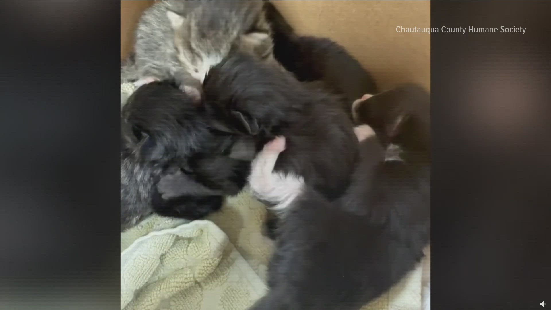 Seven kittens rescued from Chautauqua County landfill