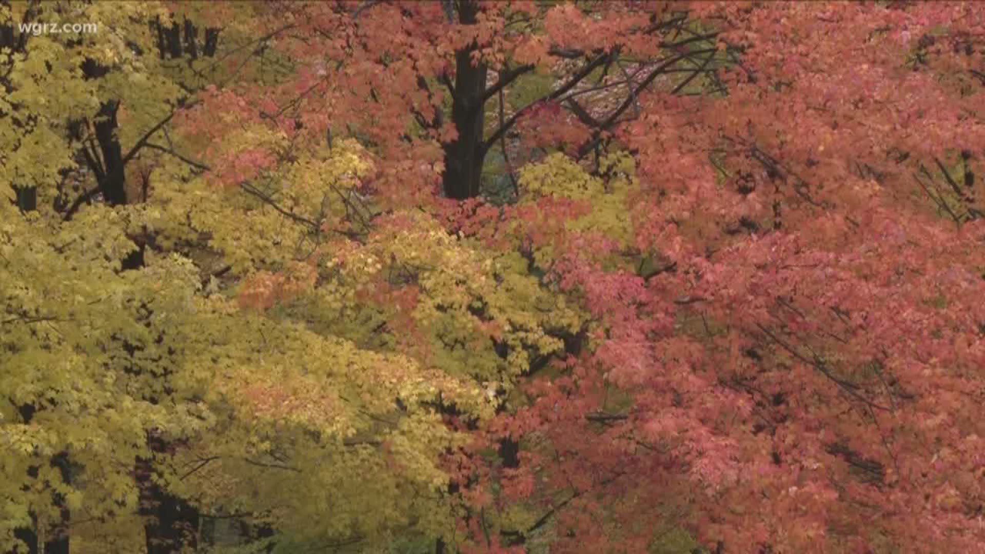 Fall Foliage Peaking