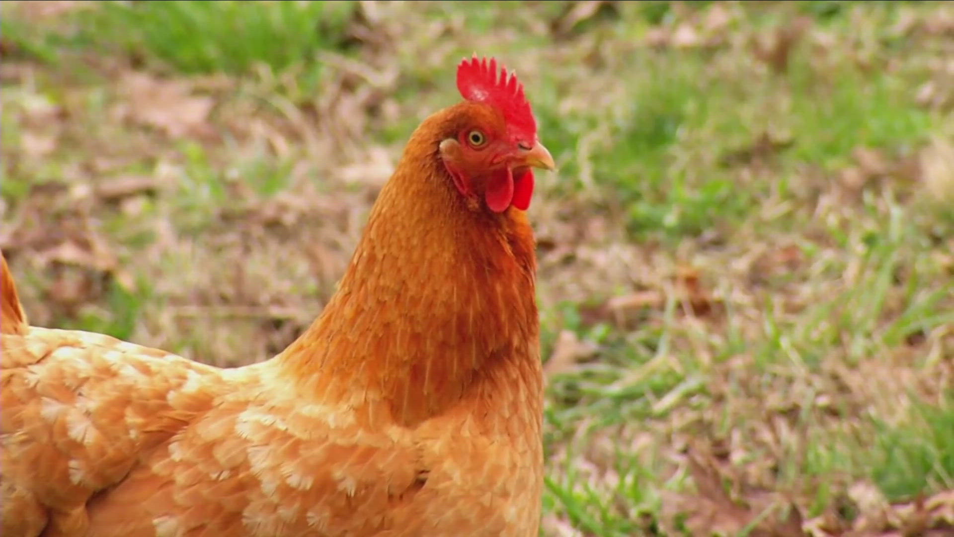 A measure before the planning board will allow up to 6 backyard chickens per household in Medina. A similar issue is moving forward in Lyndonville.