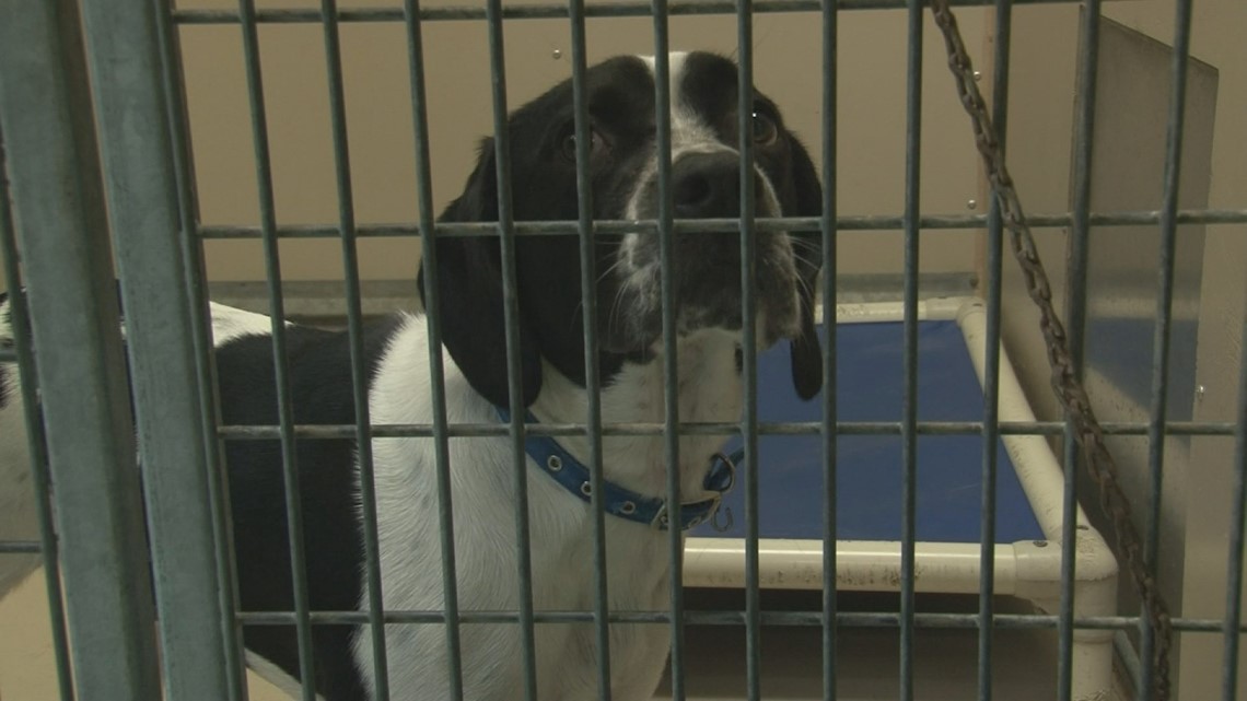New York announces funding for animal shelters 