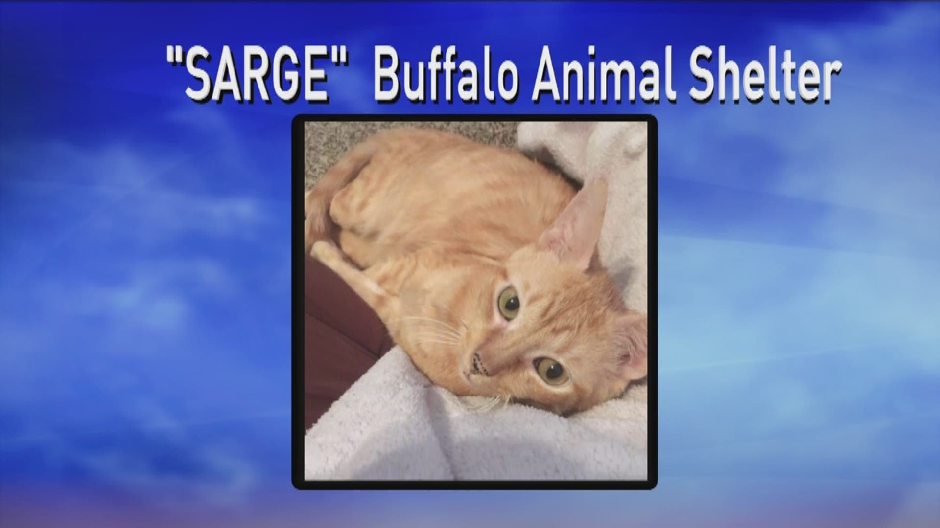 2 On Your Side's Pet of the Week is Sarge, a sweet male cat looking for a loving home. He is available for adoption from the Buffalo Animal Shelter.