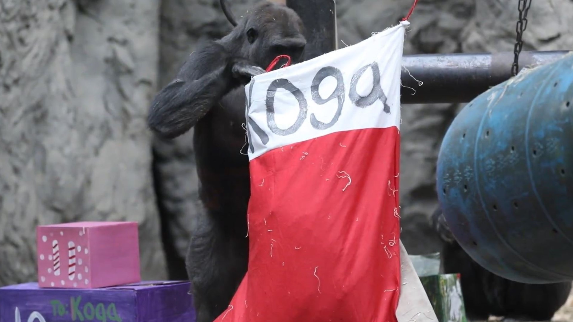 In an adorable social media post the zoo shared a video of their gorilla troop opening gifts on Christmas day.
