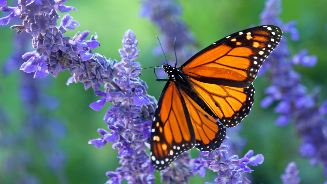 Raising awareness for monarch butterflies in Western New York