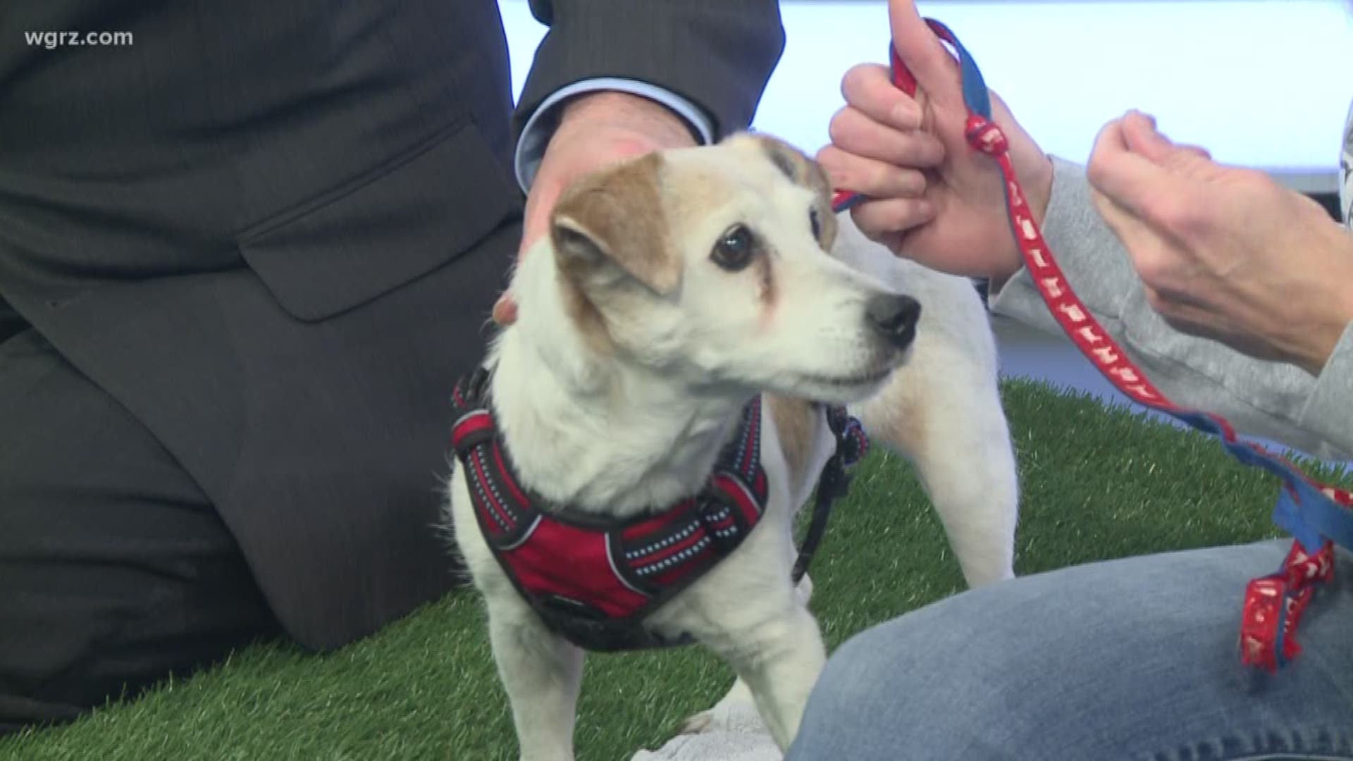 Leah is a senior Jack Russell from Buffalo C.A.R.E.S. who is in need of a forever home! Could this sweet, low-maintenance girl belong with you?