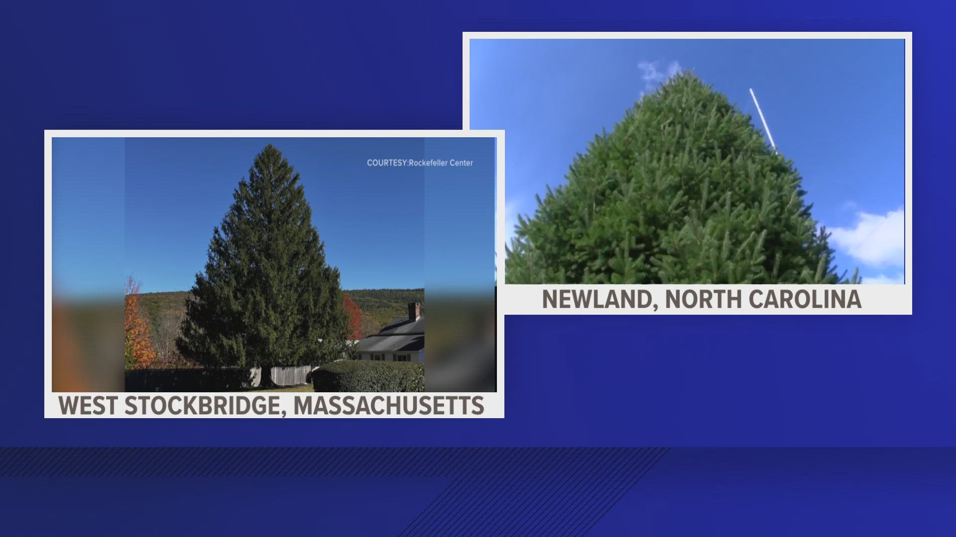 OUT OF WEST STOCK BRIDGE, MASSACHUSETTS COMES THIS YEARS ROCKEFELLER CENTER TREE. NEWLAND, NORTH CAROLINA WHITE HOUSE STAFF CHOSE THE TREE THAT WILL BE ON DISPLAY