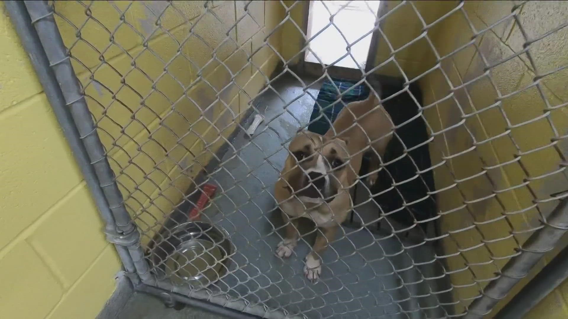Niagara SPCA is looking for people to foster dogs and they also need dog food