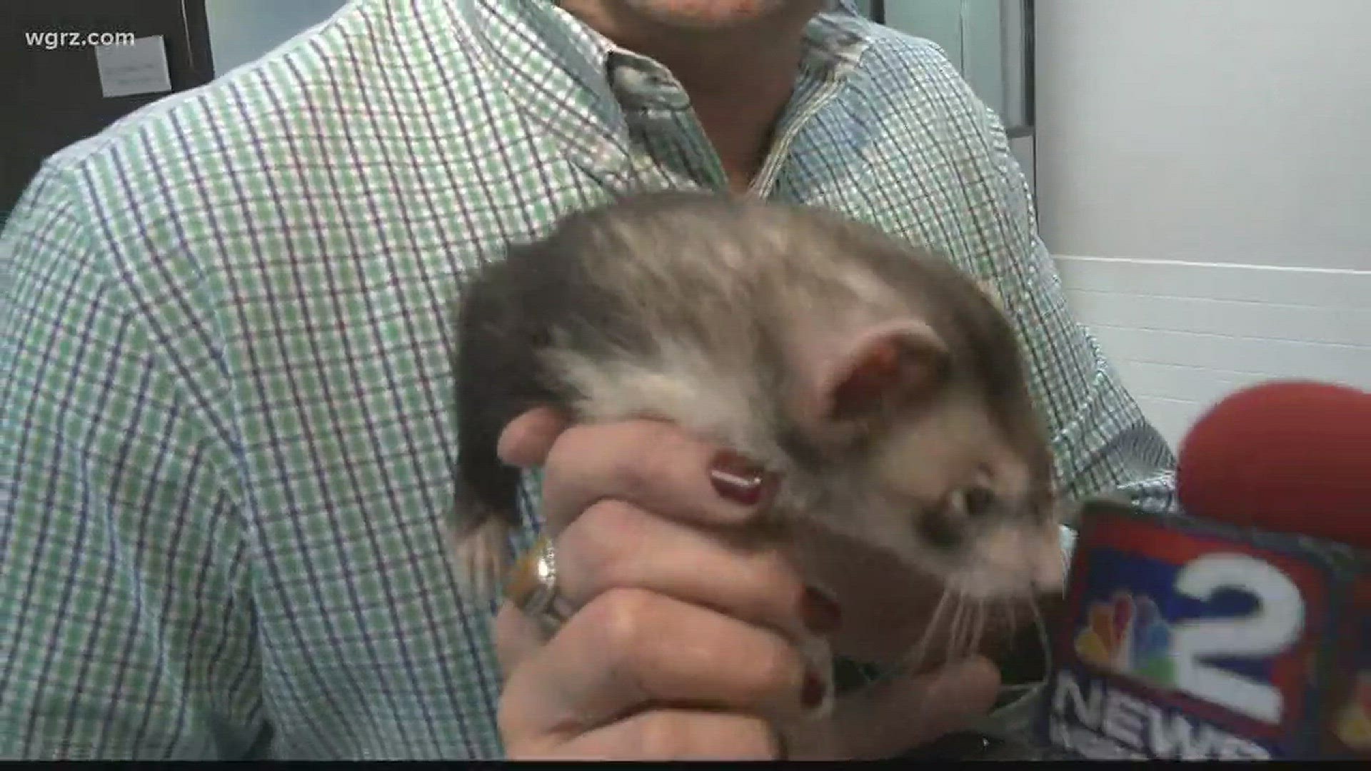 Fuzzy the ferret is ready for adoption at the Erie County SPCA