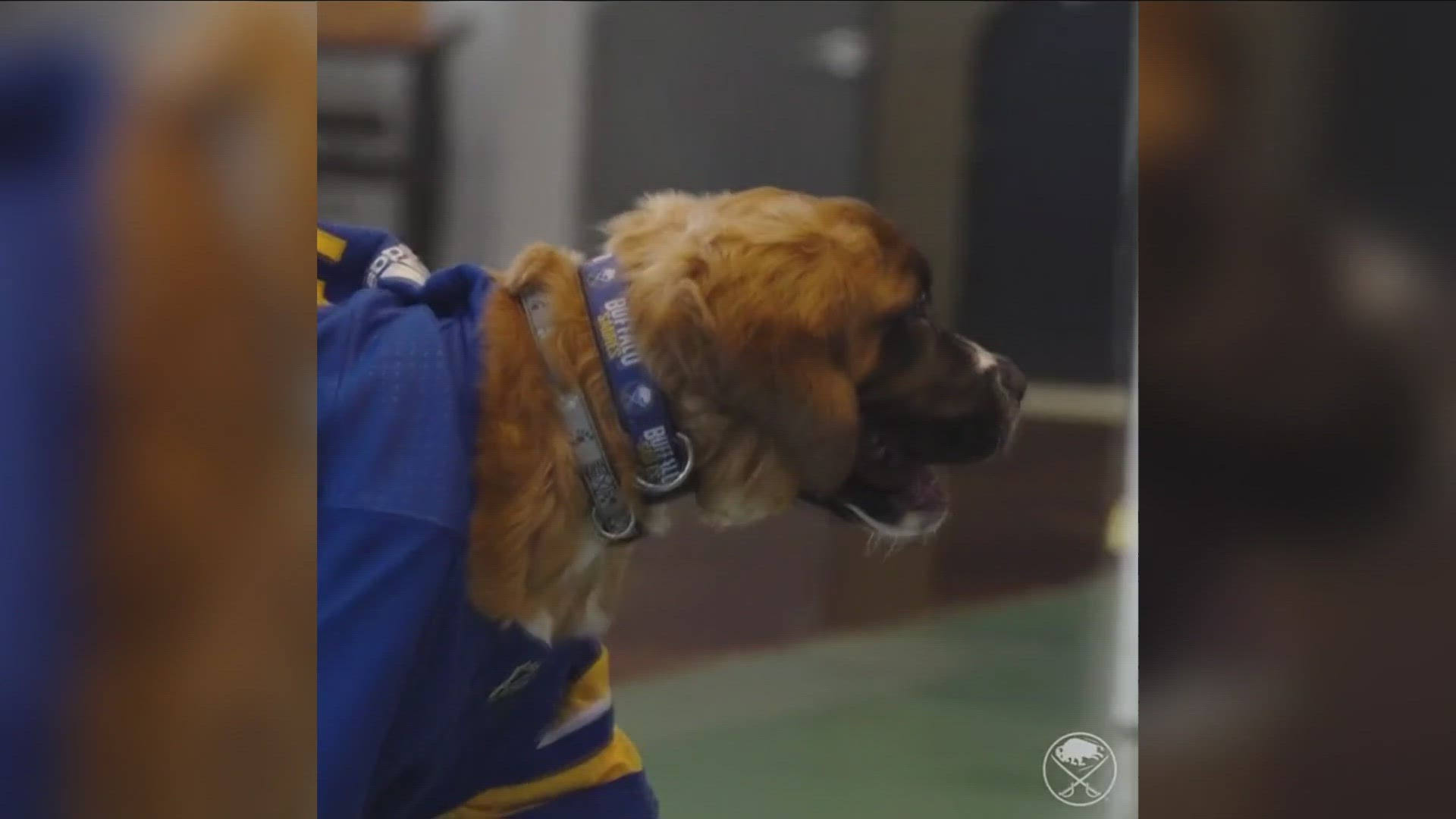 All Star Dogs: Buffalo Sabres Pet Products