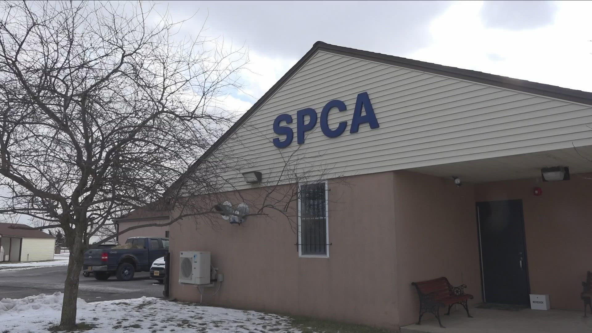 The owner of the dogs surrendered them on the day of the incident, to the Niagara SPCA, which confirmed the dogs' deaths Thursday.