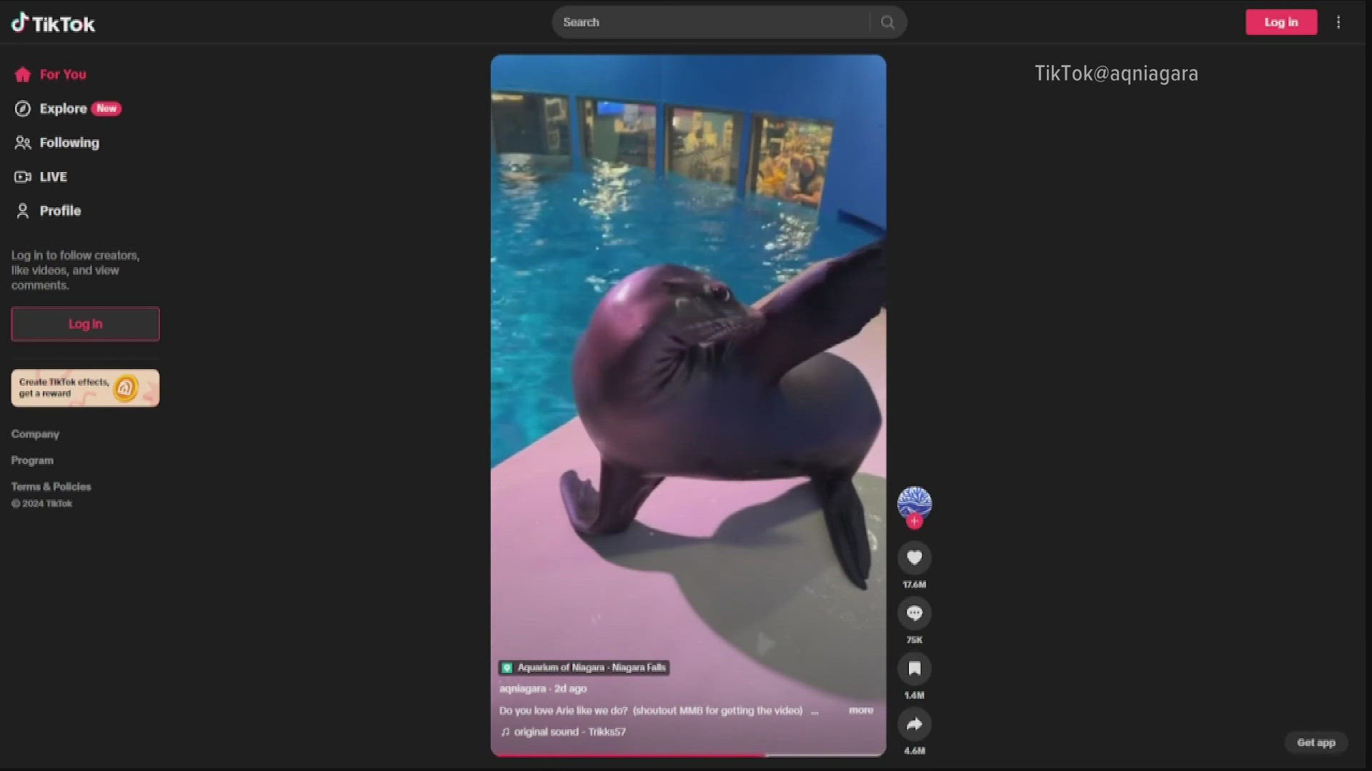 Aquarium of Niagara sea lion goes viral on TikTok 11/12/24