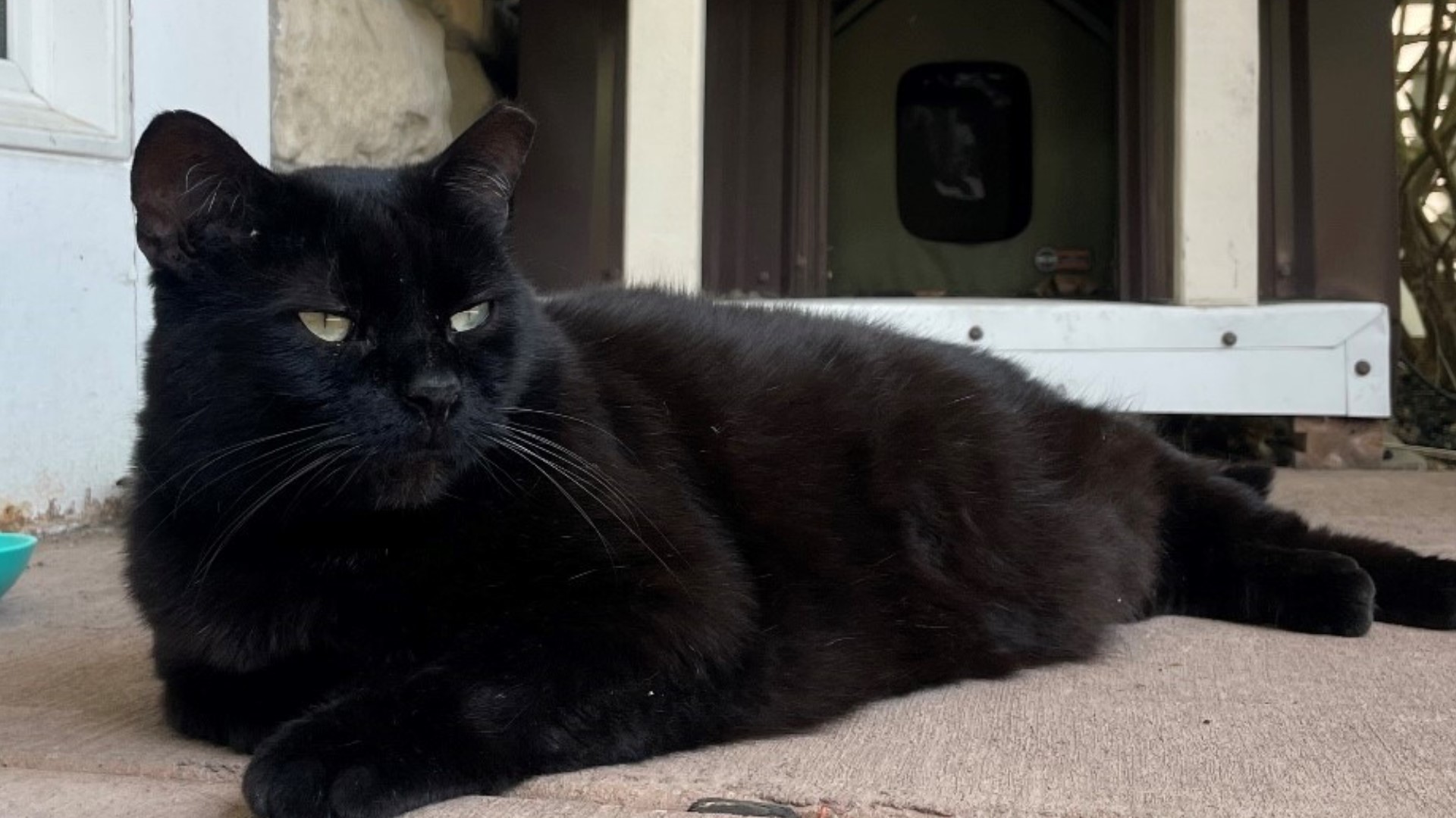 Beloved Buffalo Hospice campus cat passes away