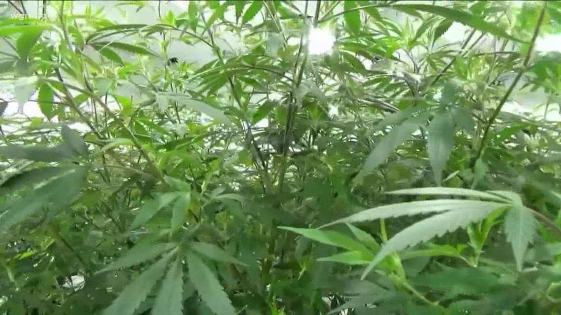 Gov. Hochul signs law allowing cannabis growers to apply for cultivation licenses - Vimarsana News