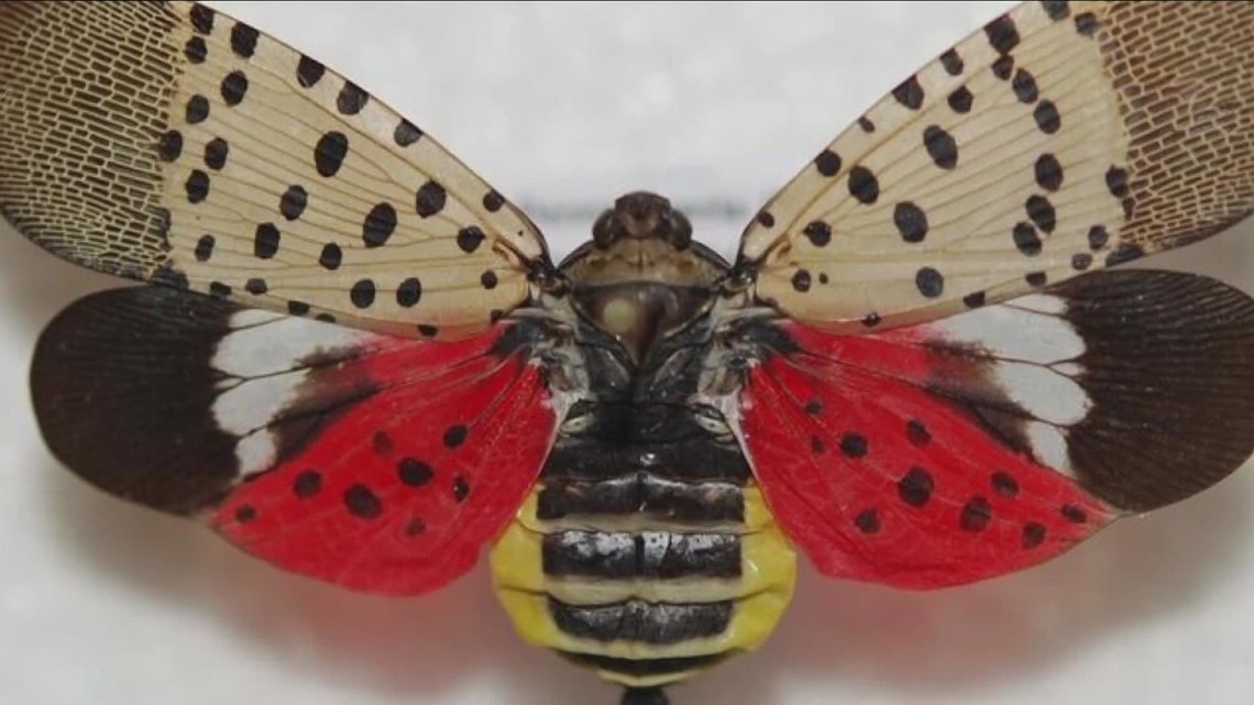 Update On Spotted Lantern Fly