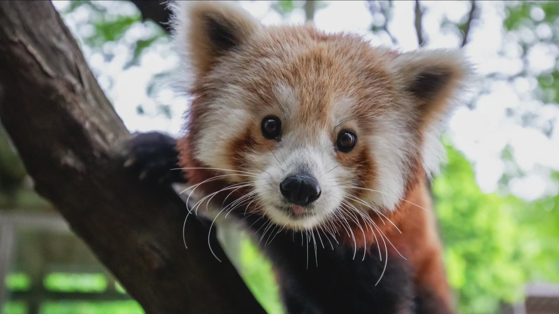 She's 11 years old and was brought here to mate with the zoo's other red panda Mogwai