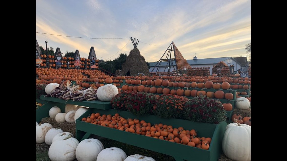 Clarence's Great Pumpkin Farm ready for fall