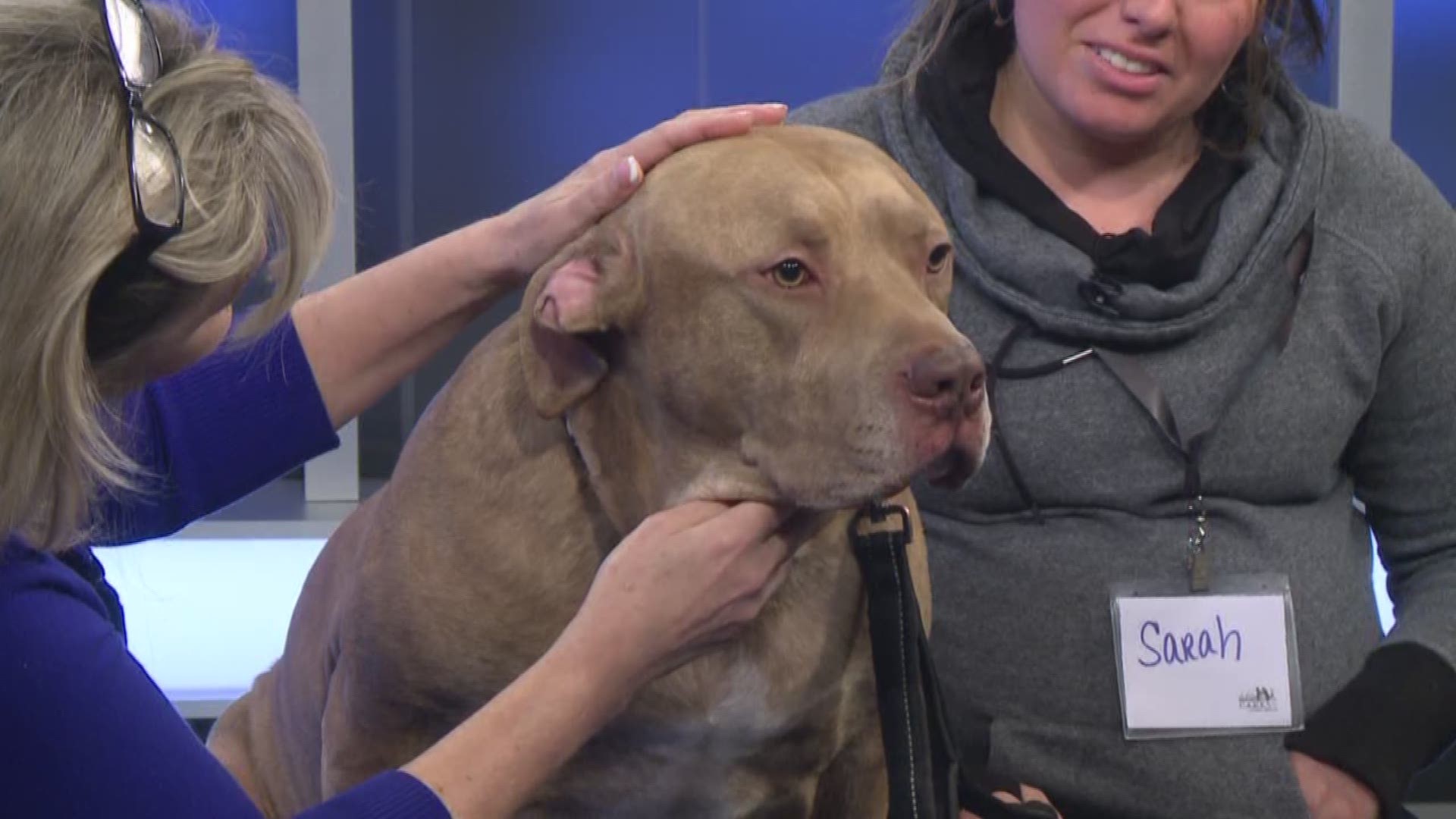Maria Genero checks in with Sarah Pawlowski from Buffalo CARES about another great adaptable dog.