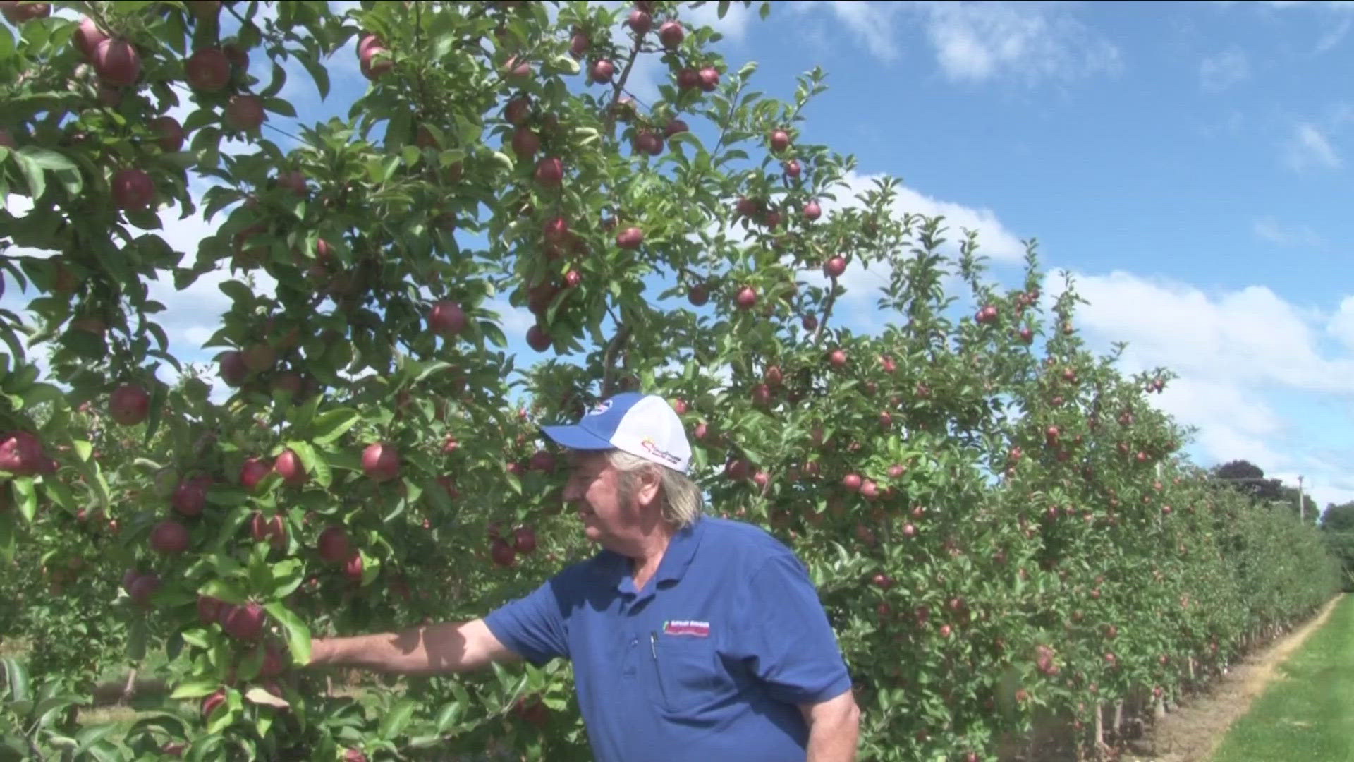 The apple crop is vital to farmers in Niagara, Orleans and Wayne County, risky weather poses a risk of the crop