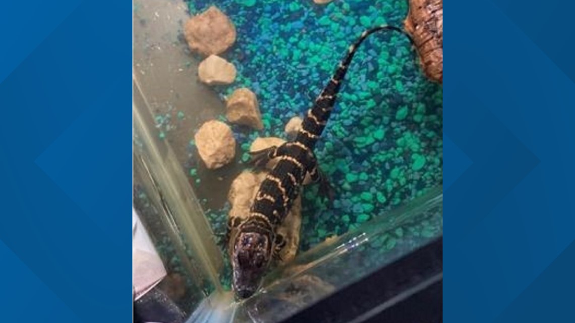 Small alligator seized from New York home | wgrz.com