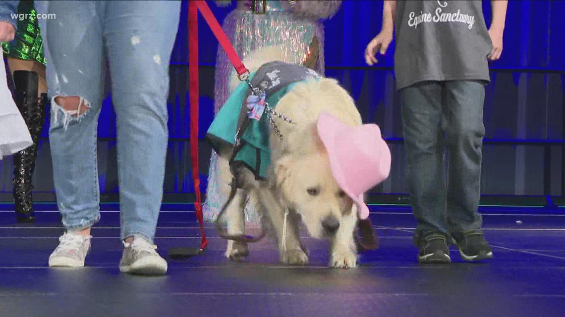 White Whiskers holds dog fashion show to raise money - Vimarsana News
