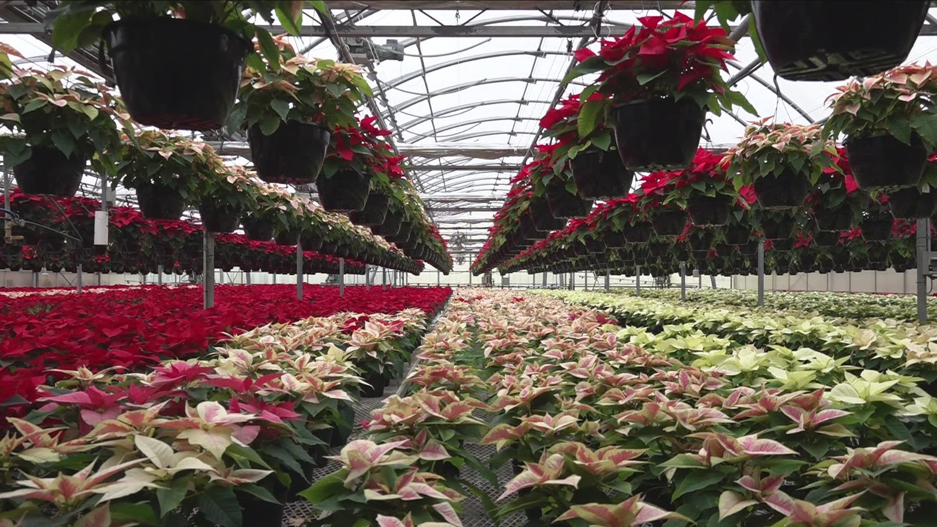 Mitchell Greenhouses in Alden grow tens of thousands of poinsettias every holiday season.