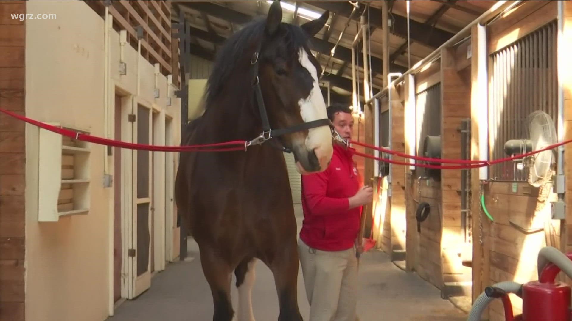 Clydesdale Horses Parade