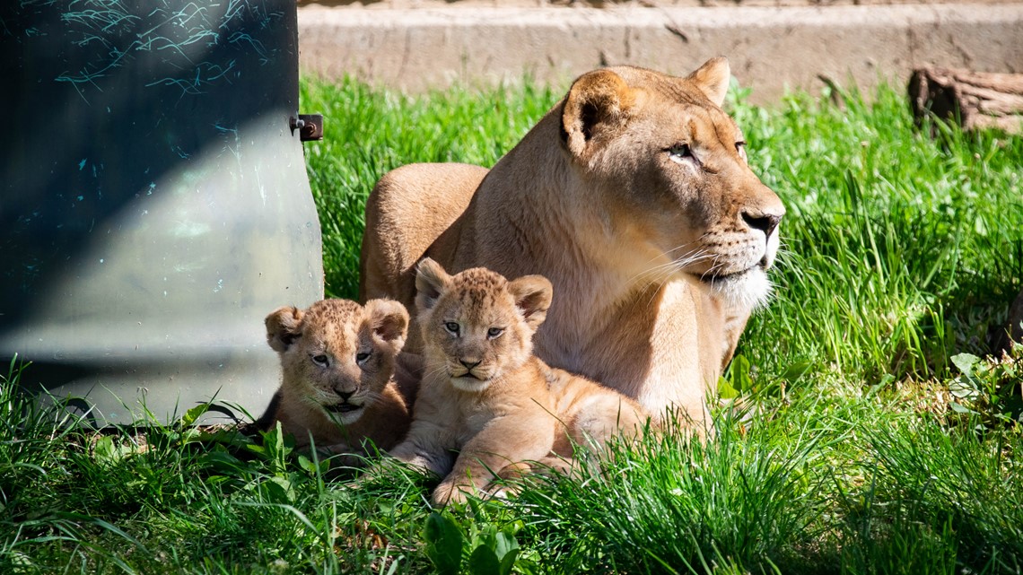 Buffalo Zoo holds fundraiser to name new lion cubs - Vimarsana News