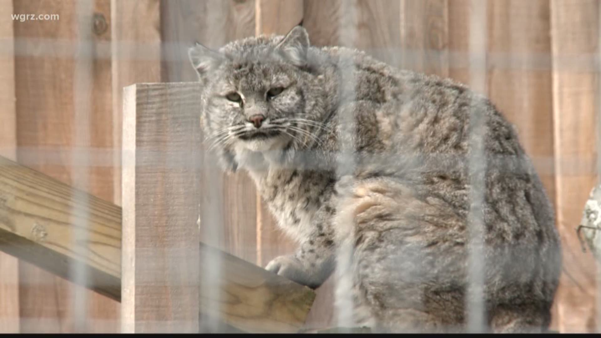 In this week's 2 the Outdoors, Terry Belke discusses bobcats in Western New York and how they are often misunderstood and feared animals.
