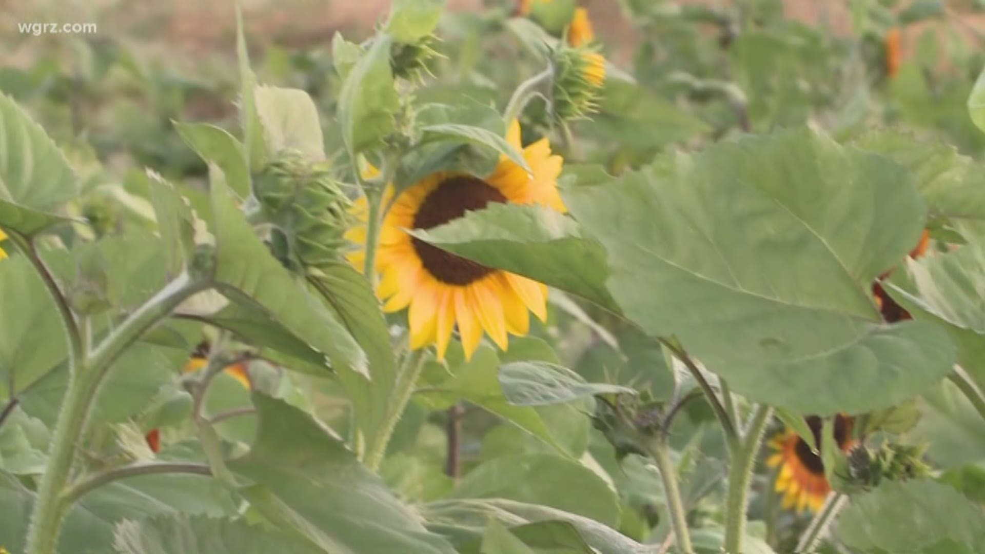 Hundreds of people visited the Sunflowers of Sanborn on opening day
