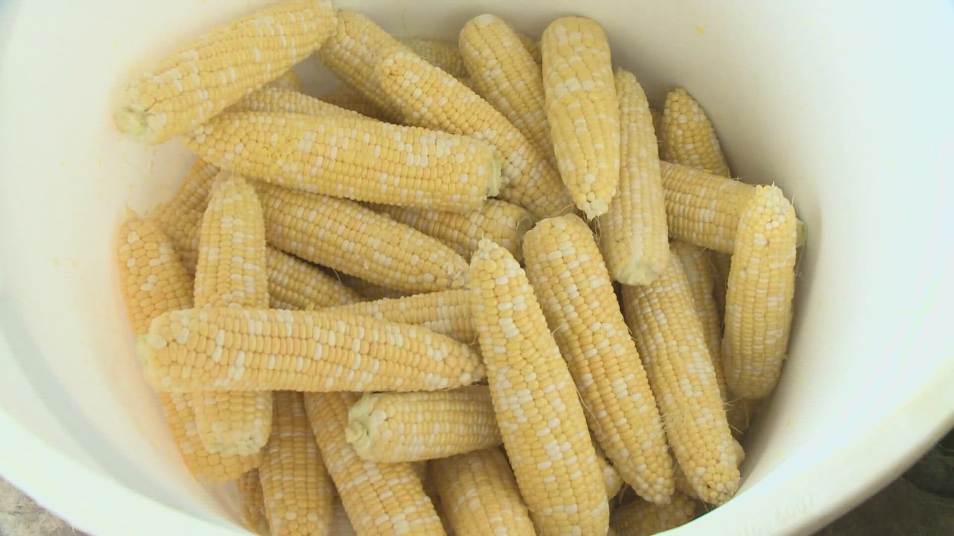 The Eden corn festival just opened for night two... about an hour ago.
there's so much to see Friday with plenty of show exhibits... softball games, and corn!