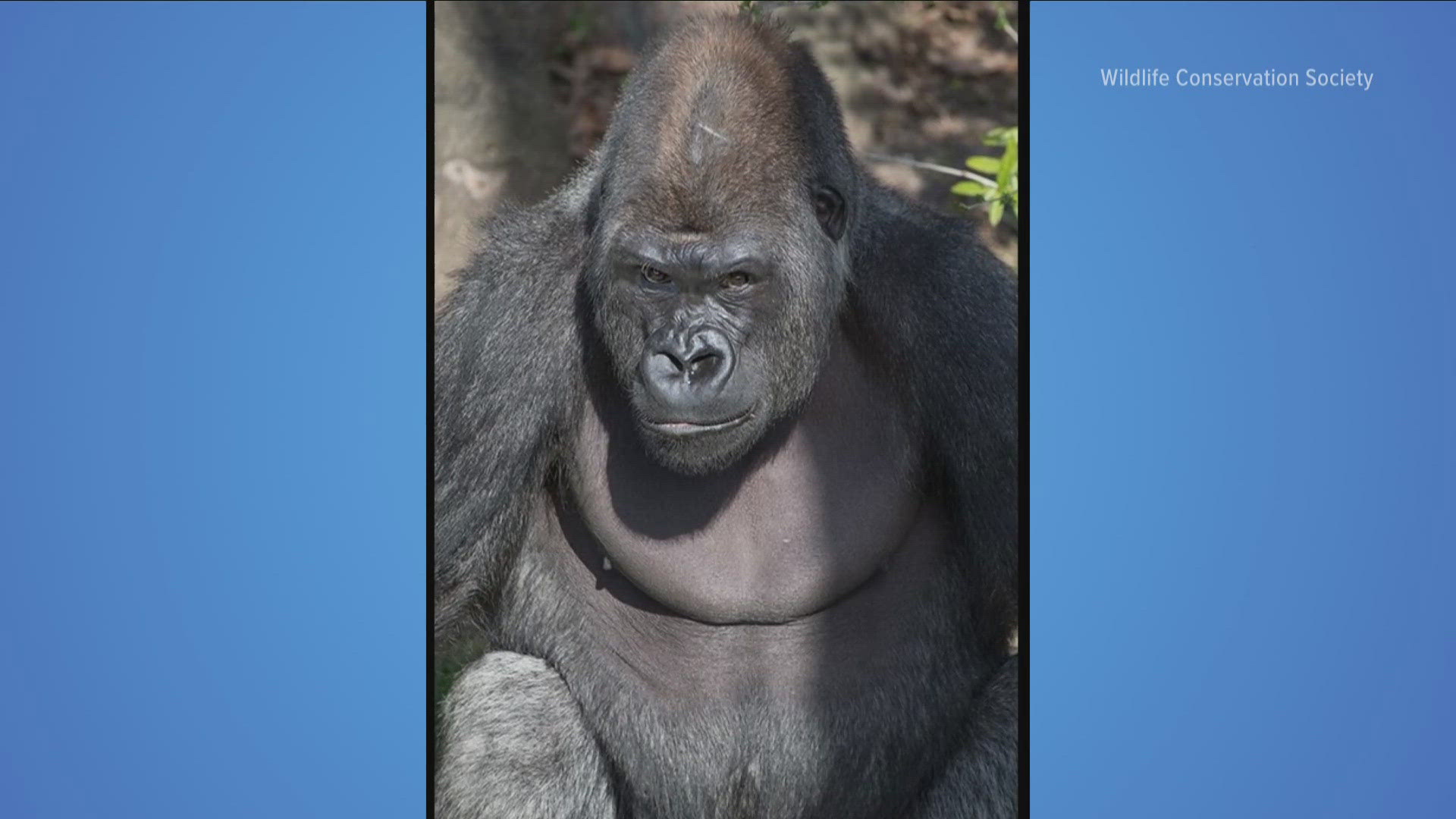 The Buffalo Zoo's new Silverback gorilla Babatunde debuts tomorrow at 10am