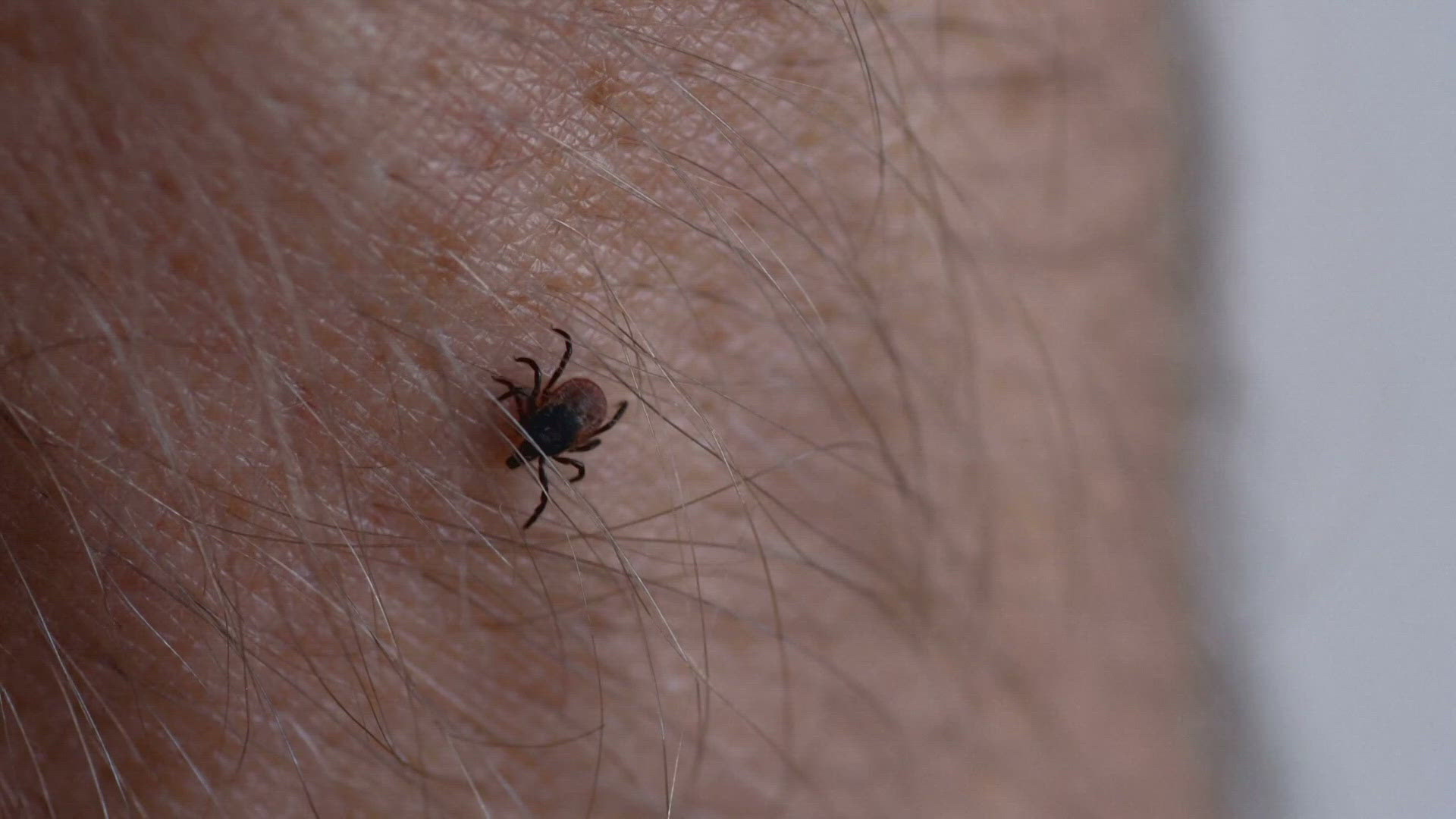 New York State Parks warn of ticks | wgrz.com