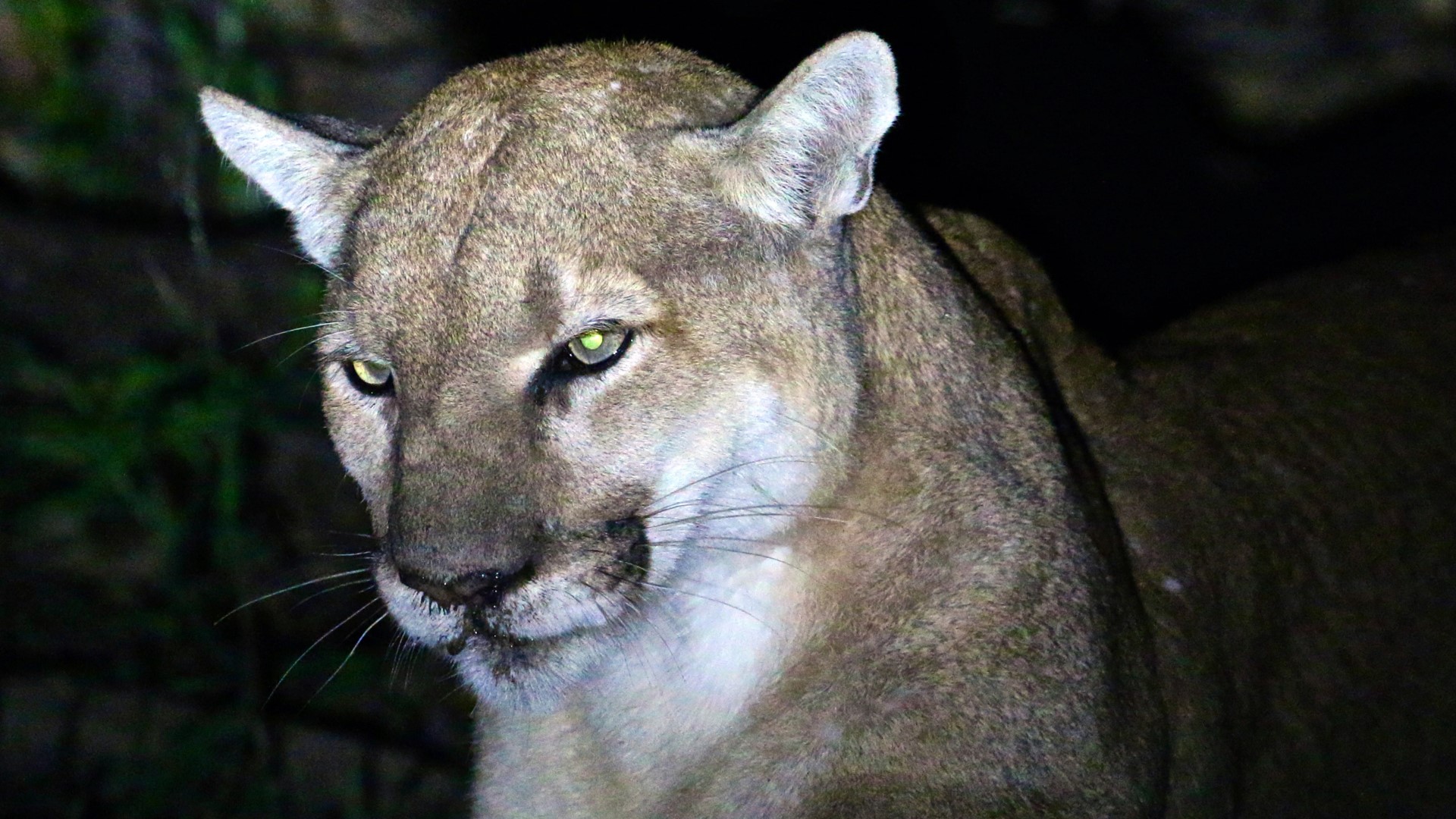 A mountain lion was spotted in downtown Salinas, Calif., and a resident's backyard. Via: Salinas Police Department.