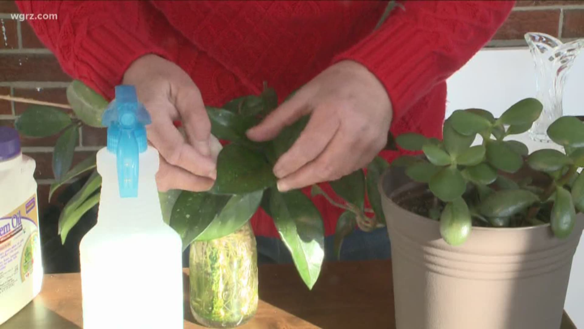 2 On Your Side's gardening expert Jackie Albarella explains how to rid your houseplants of pesky bugs.